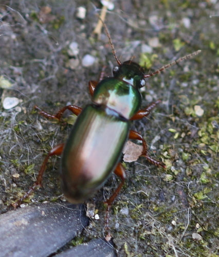 Metallic Harpalus, photo 6 of 10