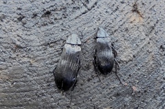 Melandrya dubia