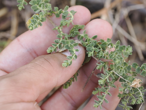 Pot marjoram (Origanum onites)