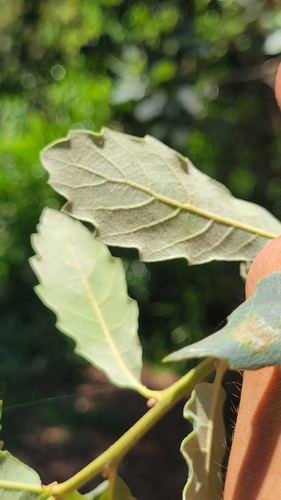 Quercus berberidifolia × engelmannii