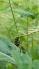 Hippodamia convergens