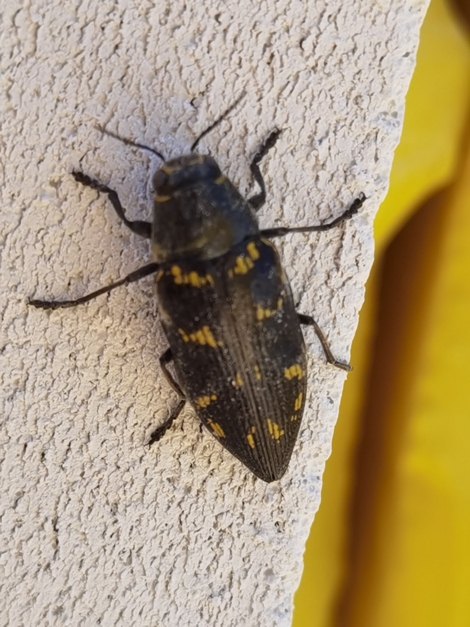 Buprestis bertheloti