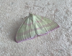 Rhodostrophia calabra