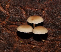Mycena tuvara