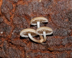 Mycena tuvara