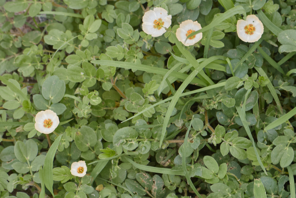 Kallstroemia rosei; photograph (c) Manuel Venegas Hernandez, some rights reserved (CC BY)