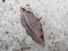 Mecodina subcostalis