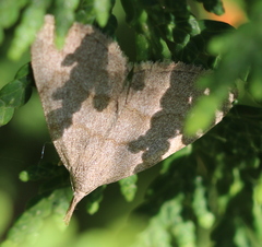 Pechipogo strigilata