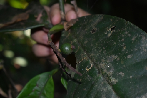 Myrcia lonchophylla, 2024-07-22