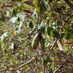 Callichlamys latifolia