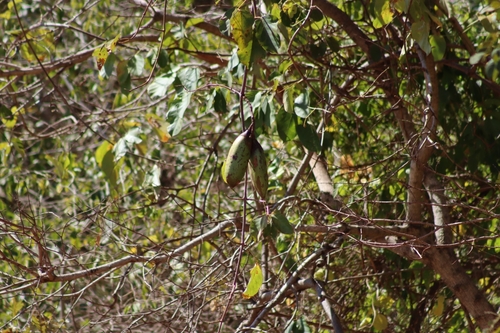 Callichlamys latifolia, photograph 1