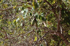 (c) Thomaz Ricardo Favreto Sinani, some rights reserved (CC BY) Callichlamys latifolia, photograph (c) Thomaz Ricardo Favreto Sinani, some rights reserved (CC BY)