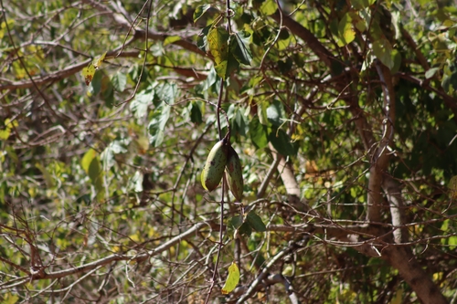 Callichlamys latifolia, photograph 2