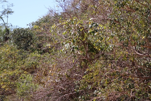 Callichlamys latifolia, photograph 3