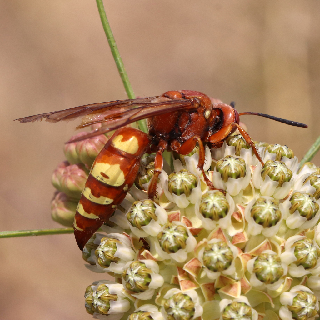 Western Cicada-killer Wasp