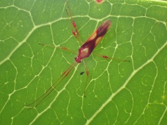 Ragwelellus rubrinus