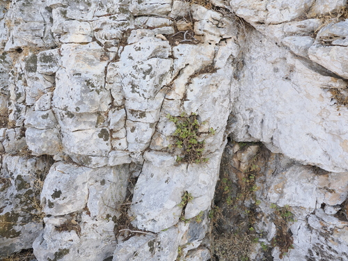 Image of Ballota Glandulosissima (Ballota glandulosissima) by (c) Lucas Christofides, some rights reserved (CC BY)
