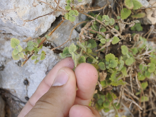 Image of Ballota Glandulosissima (Ballota glandulosissima) by (c) Lucas Christofides, some rights reserved (CC BY)