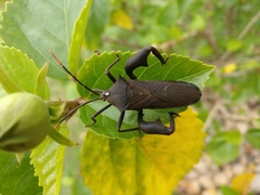 Anoplocnemis curvipes