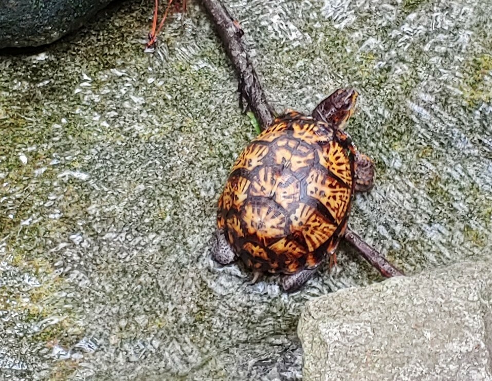 Eastern Box Turtle in July 2024 by pilgrim123 · iNaturalist