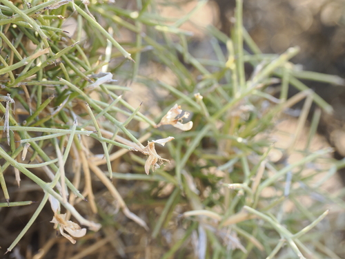 Image of Genista acanthoclada by (c) Lucas Christofides, some rights reserved (CC BY)