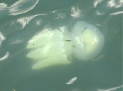Acromitus flagellatus