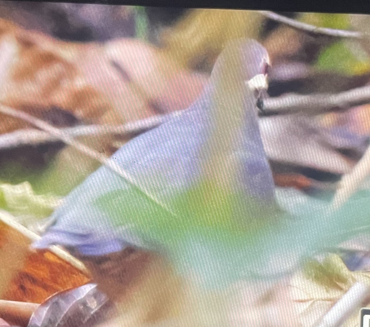 Olive-backed Quail-Dove (Leptotrygon veraguensis), photo 3