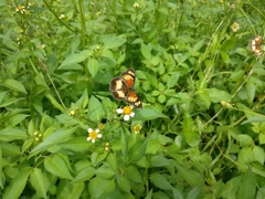 Junonia sophia