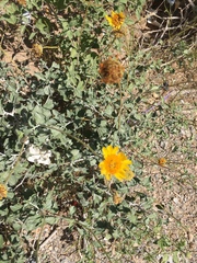 Encelia actoni