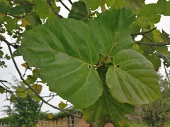 Ficus sycomorus