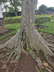 Ficus sycomorus