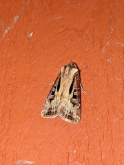 Agrotis vancouverensis