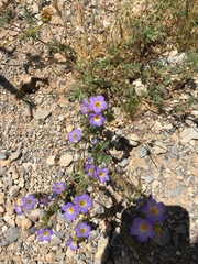 Phacelia fremontii