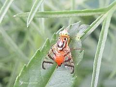 Zonosemata vittigera