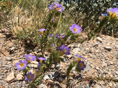 Phacelia fremontii