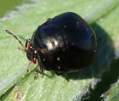 Coptosoma scutellatum