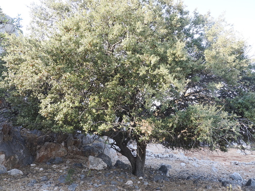 Image of Quercus aucheri by (c) Lucas Christofides, some rights reserved (CC BY)