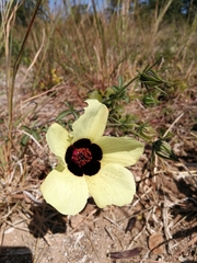 Hibiscus caesius