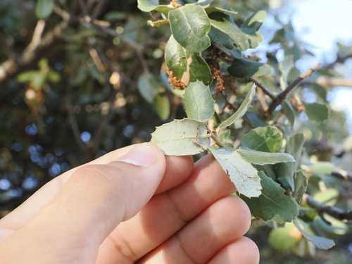Image of Quercus aucheri by (c) Lucas Christofides, some rights reserved (CC BY)