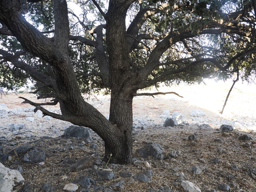 Image of Quercus aucheri by (c) Lucas Christofides, some rights reserved (CC BY)