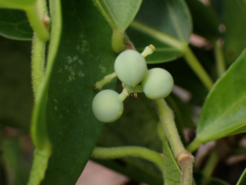 Nephroia orbiculata