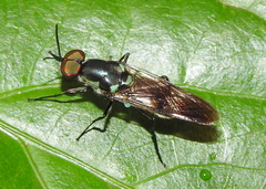 Eudmeta marginata