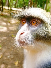 Cercopithecus mitis albogularis