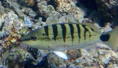 Lutjanus semicinctus