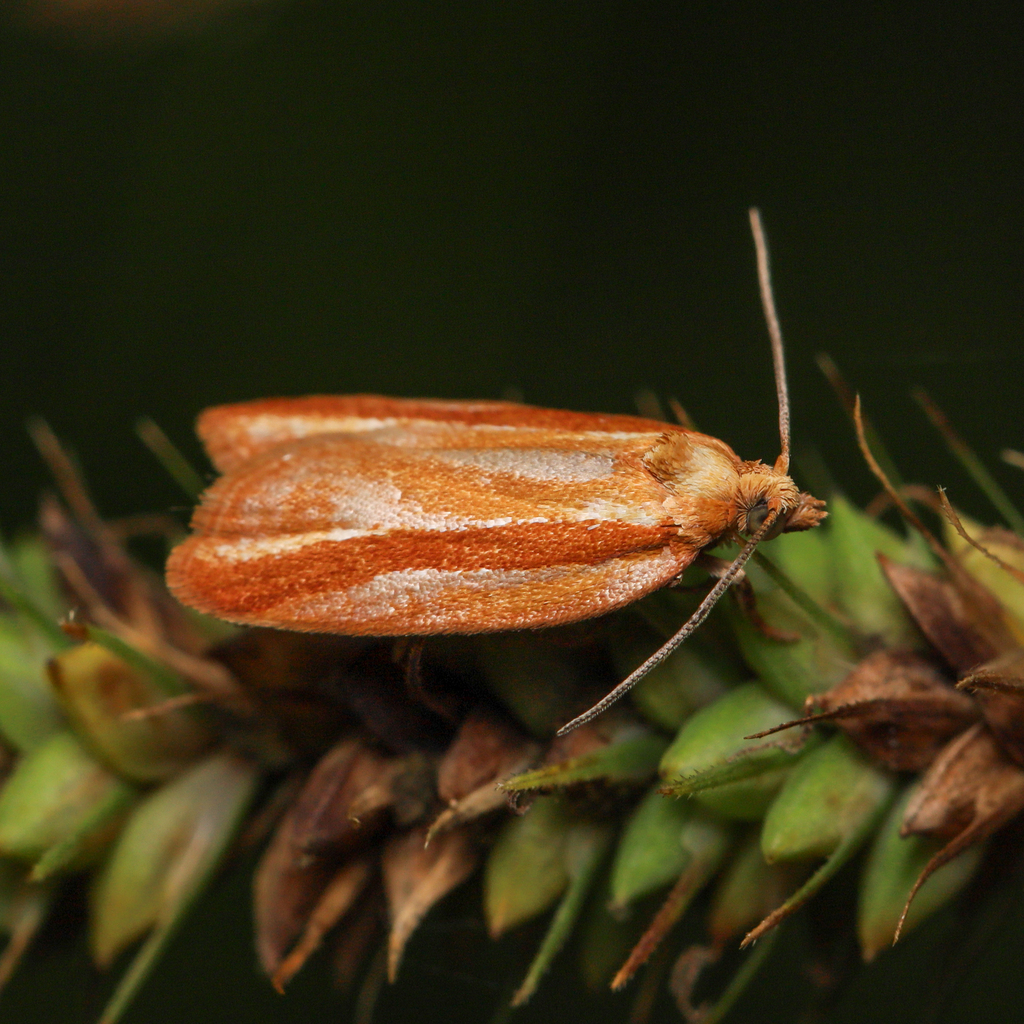 Eastern Black-headed Budworm Moth