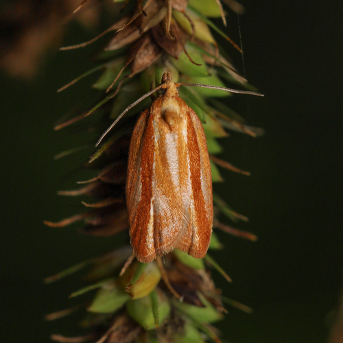 Eastern Black-headed Budworm Moth photo 2