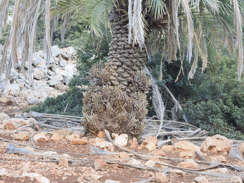 Image of Phoenix theophrasti by (c) Lucas Christofides, some rights reserved (CC BY)