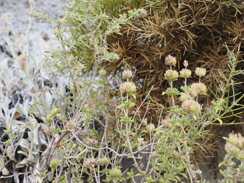 Image of Thyme-Leaved Savory (Satureja thymbra) by (c) Lucas Christofides, some rights reserved (CC BY)