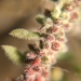 Hairy Rupturewort - Photo (c) Nasser Halaweh, some rights reserved (CC BY), uploaded by Nasser Halaweh