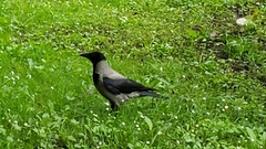 Corvus cornix